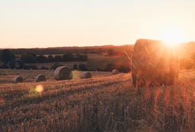 The sun rising every day to help fuel life on Earth could be compromised should there be some catastrophic event that blocks the sun’s power from having its full effect, but there is work being done to find ways to grow food without soil or sunlight. Annie Spratt photo/Unsplash