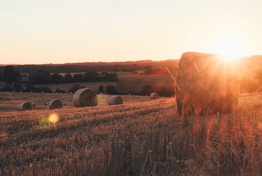 The sun rising every day to help fuel life on Earth could be compromised should there be some catastrophic event that blocks the sun’s power from having its full effect, but there is work being done to find ways to grow food without soil or sunlight. Annie Spratt photo/Unsplash