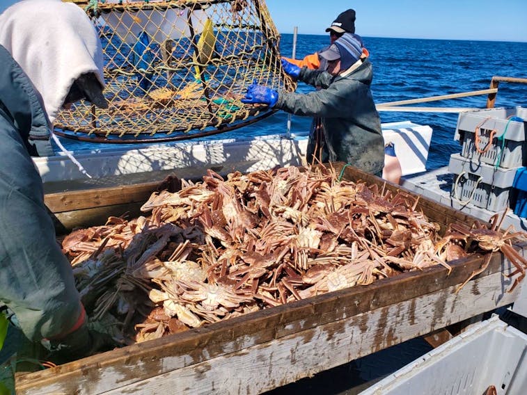After a record-breaking year for Atlantic snow crab, facing huge price cuts  is 'worse than the moratorium,' says inshore fisherman