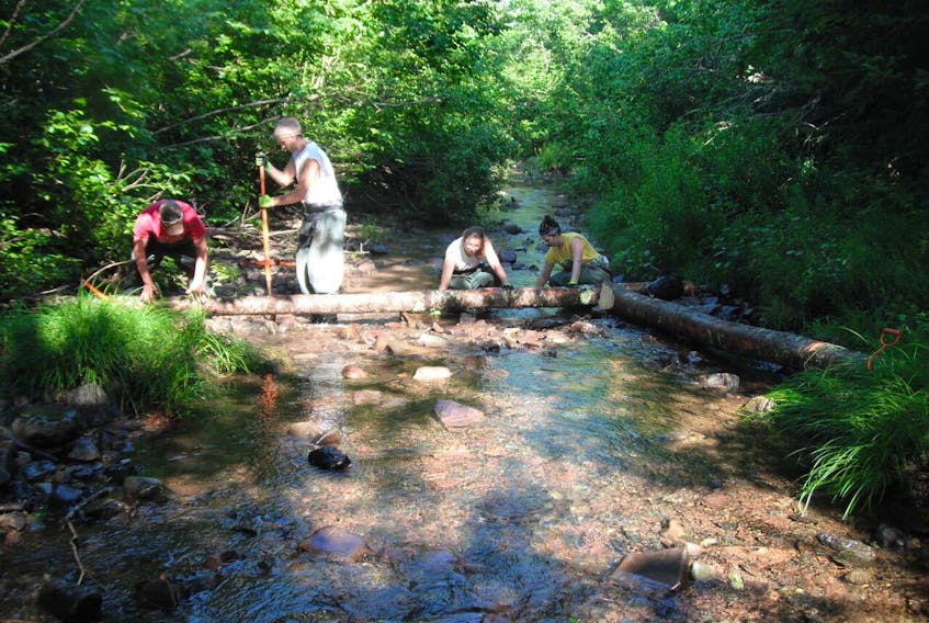 Pictou County Rivers Association's student crew installs a digger log on Six-Mile Brook. - Contributed