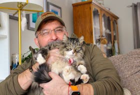 In true Heidi fashion, Rick Fennemore was only able to hold onto the long-haired tabby for a moment before she jumped out of his arms and ran away. Andrew Waterman/The Telegram