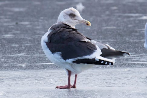 The dark patch around the eye, the slate-coloured back and bubble gum pink legs distinguish the exotic slaty-backed gull from the rest of the riffraff at Quidi Vidi Lake. Bruce Mactavish photo