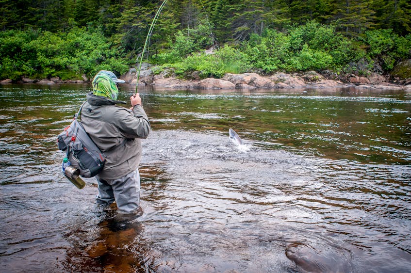 N.L. outfitters anticipating busy angling season this year, but DFO salmon  report shows not much to cheer about
