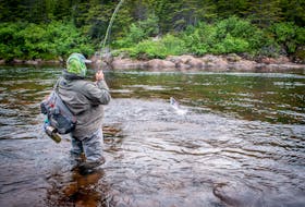 Salmon angling is big business for the outfitting industry in Newfoundland and Labrador. During a typical summer salmon fishing season, 2,000 to 4,000 anglers, the majority from the U.S., travel to the island and Labrador to cast a line into a salmon river. TELEGRAM FILE PHOTO