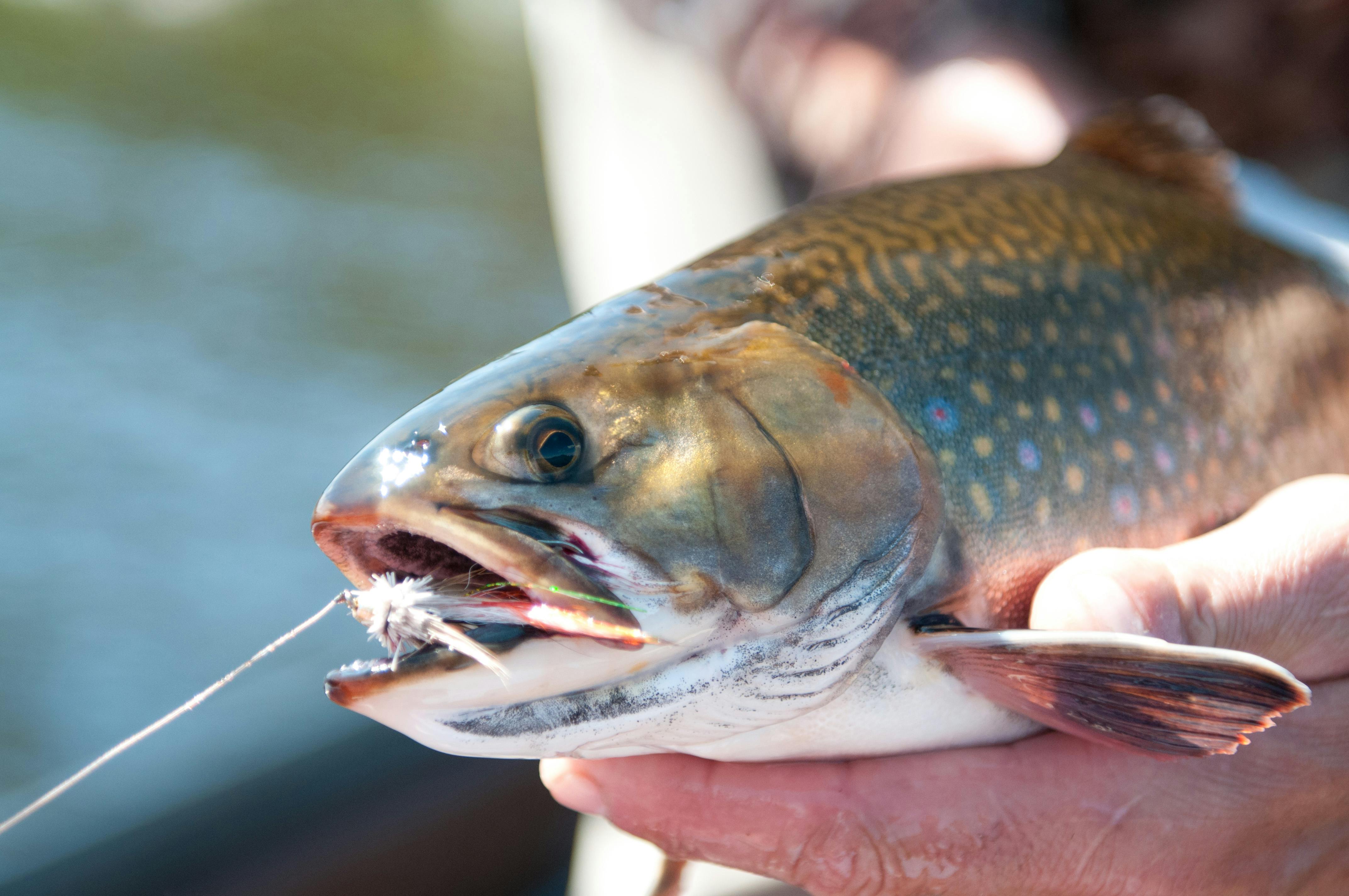 Winter trout and smelt angling seasons open Feb. 1 in most of N.L