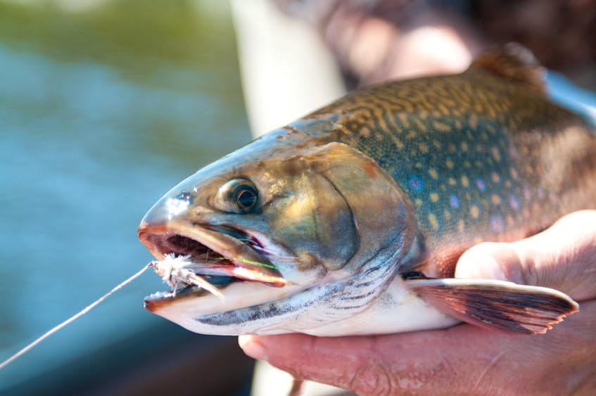 Busting Wintertime Trout Myths