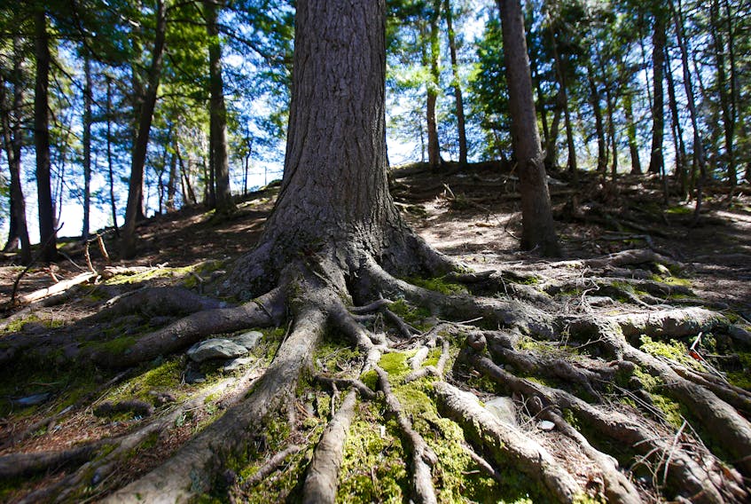 FOR BESWICK STORY:
Large trees with their roots systems are seen at Shubie Park in Dartmouth Thursday April 13, 2023.

TIM KROCHAK PHOTO