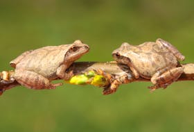 Spring peepers can provide some intel into our weather to come. -123 RF