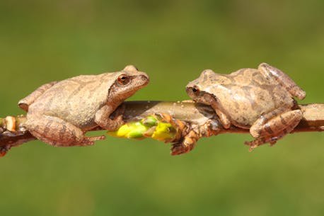 Frog forecasting: The peepers know when it’s spring