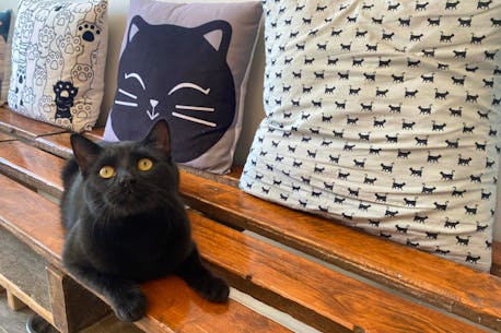 Helping cats find homes: After almost five years in business, St. John's cat cafe nearing 500 adoptions