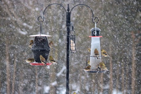Walk in the Woods: Time to take down bird feeders to prevent the spread of avian flu