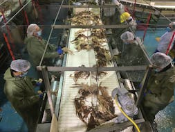 Off the hook: N.L. crab fishermen having a tough season won't be penalized  for finding another job, says certification board