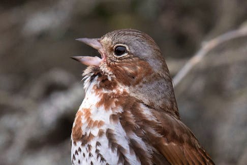 Hearing the first fox sparrow carolling in the woods makes spring a wonderful experience. Contributed photo