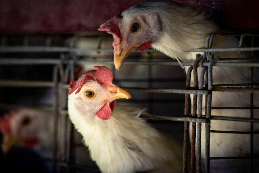 Chickens sit in cages at a farm, as Argentina's government adopts new measures to prevent the spread of bird flu and limit potential damage to exports as cases rise in the region, in Buenos Aires, Argentina February 22, 2023.