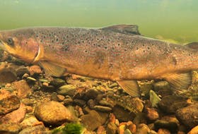 Atlantic Salmon. Photo by Nick Hawkins and Tom Cheney/ASF  Atlantic Salmon
