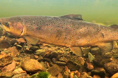Aquaculture's impact on wild salmon on the agenda for international meeting in New Brunswick