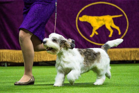 Dog named Buddy Holly is first of its breed to win Westminster show