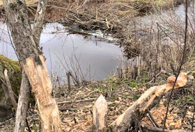 Evidence of recent beaver tree chewing, felling and dam building by a local beaver in the Clifton, Colchester County area. Contributed