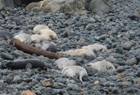 Residents who live near the beach in Chamberlains, Conception Bay South, have counted as many as 50 deceased seals. Joe Gibbons/The Telegram