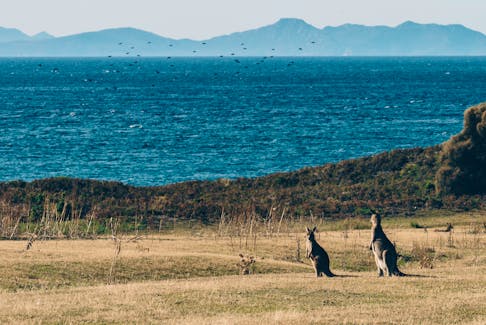 A pair of kangaroos look around the landscape of Maria Island in Tasmania, an island state of the southeast coast of Australia.