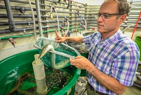 Nova Eel chief executive officer Paul Smith with on of the American Eels raised from the elver stage at Dalhousie University's aquatron.