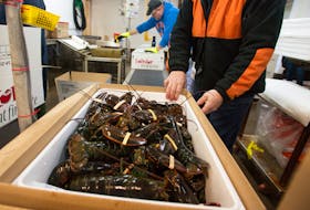 Lobsters harvested by fishermen operating out of Lower Woods Harbour are prepared for transport at Tangier Lobster Company.
(CHRISTIAN LAFORCE/Staff)