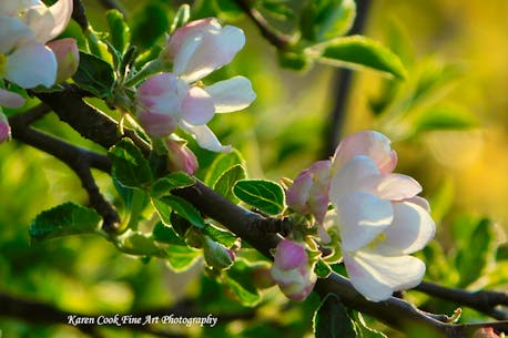 WEATHER PHOTO: The return of apple blossoms near Kingston, N.S.
