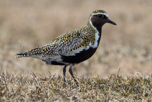 This European golden plover at Deadman's Bay was one of two dozen of these beautiful birds arriving on the northeast winds. Contributed