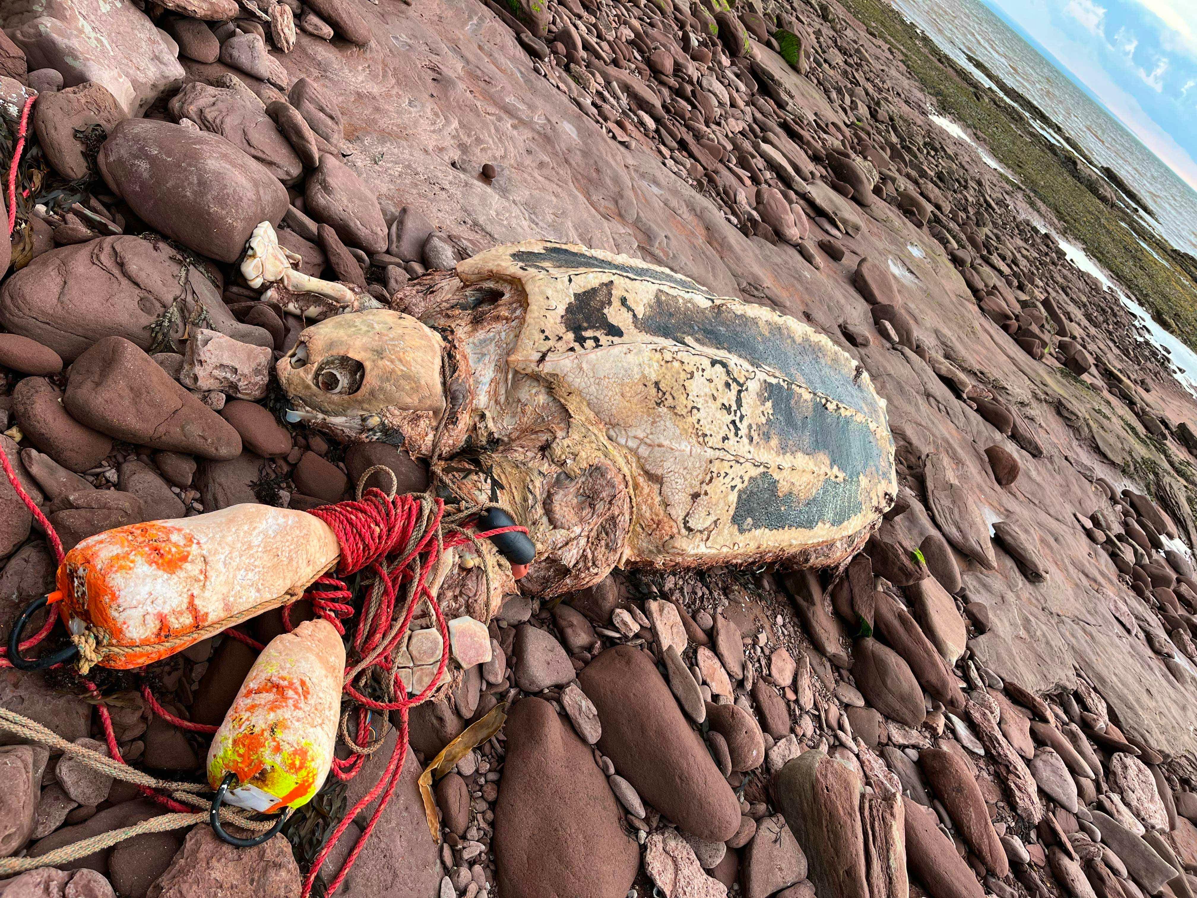 Injured Sea Turtle Gets Cleaned With A Tooth Brush by Stocksy Contributor  Akela - From Alp To Alp - Stocksy