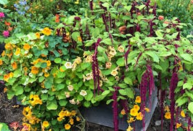 Amaranth is one of my go-to annuals for dramatic forms and colours. Love-lies-bleeding is a classic amaranth that forms long chains of burgundy tassels. Elephant Head amaranth produces upright velvety tassels that reach heights up to four to five feet.