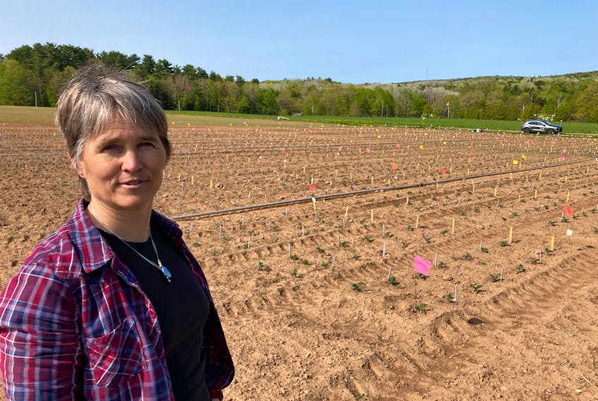 Agriculture and Agri-Food Canada scientist Suzanne Blatt is researching the use of microscopic worms as a way to help control cucumber beetles and protect the crops they damage. - Ian Fairclough