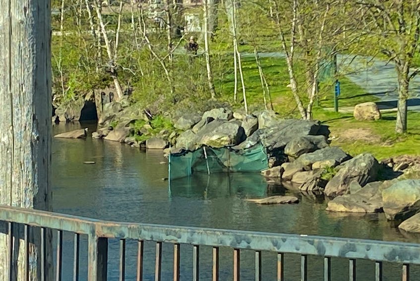A fyke net used to catch elvers is pictured in Fish Hatchery Park in Bedford. Despite being notified of the illegal fishing operation, Fisheries and Oceans Canada officers have not responded.