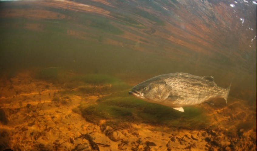 Salmon advocates seek striped bass cull as scientists urge caution