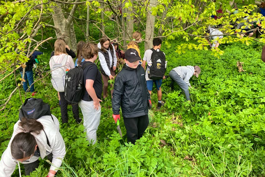 Grade 7 students from Kings County Academy in Kentville pull goutweed, an invasive plant species, from a section of Miners Marsh in the town on Thursday. Their work was part of a project under their science curriculum. - Ian Fairclough