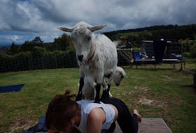 One of the fastest-growing fitness trends right now involves incorporating animals like goats and puppies into yoga classes. - Unsplash