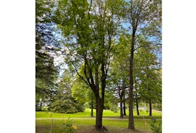 Abegweit First Nation has announced plans to plant black ash trees in the Charlottetown area on June 7 to help restore some of the city's natural areas.