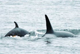 An orca mother and calf photographed from shore at Lime Kiln Point State Park on San Juan Island on May 24, 2022.