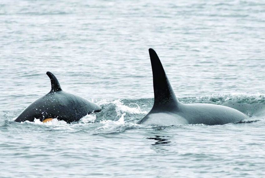 An orca mother and calf photographed from shore at Lime Kiln Point State Park on San Juan Island on May 24, 2022.