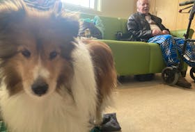 Joey, Kate Kirkpatrick's sheltie, and his new friend Ken Handy at a comfort shelter set up for wildfire evacuees at the Beaver Bank Kinsac Community Centre.