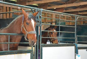 Horses evacuated from Restless Pines Farm in Hammonds Plains due to a wildfire on May 28 in their temporary lodgings at the Hants County Exhibition Grounds. KIRK STARRATT