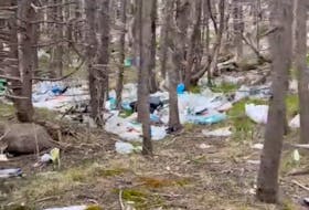 Plastic bags and other garbage blankets the ground on this section of the East Coast Trail's Sugarloaf Path.