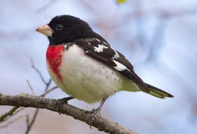 The flashy rose-breasted grosbeak is a major player in the late spring push of mainland rarities in the province. Contributed