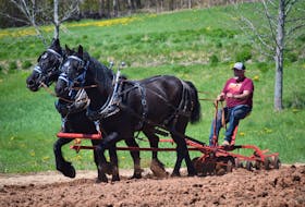 Barry James, from Ardoise, works the field with his horses Betty and Ella. They are a mother-daughter pair, ages 13 and 4, and the trip to Billtown was Ella’s first time using a disc harrow outside of James’ property.