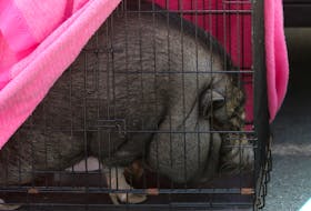 Assisted by DNR staff and volunteers, a pig named, 'Peppa" is seen in a cage near the command centre in Upper Tantallon Monday May 29, 2023. The volunteers were organizing the repatriation of pets along with crews from DNR.

TIM KROCHAK PHOTO