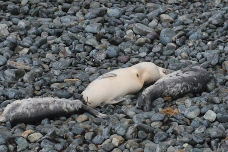 Don't lose your heads: Headless seal pups washing up on Newfoundland beaches 'not pretty, but it’s a natural process,' explains DFO research scientist
