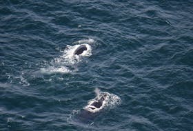 Two North Atlantic Right Whales were spotted Gulf of St. Lawrence, north of the Magdalen Islands on May 7. The Fisheries and Oceans Canada (DFO) imposed a 15-day fishing closure and a 15-day vessel slowdown where the whales were detected. Contributed