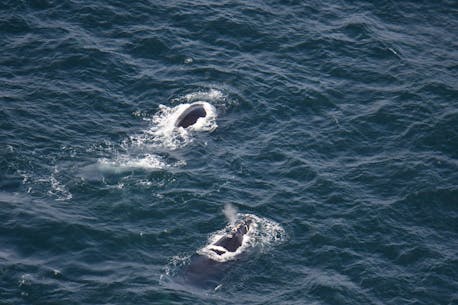 North Atlantic right whales spotted near Magdalen Islands prompt fishing closure, vessel slowdown