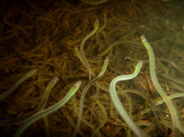 COMMENTARY: Who gives a 'dam' for eels? Solutions exist to help elvers and  harvesters