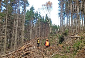 Forestry workers walk along a cut line in the forest.