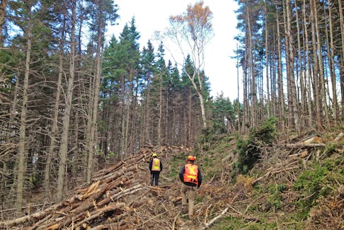 Forestry workers walk along a cut line in the forest.